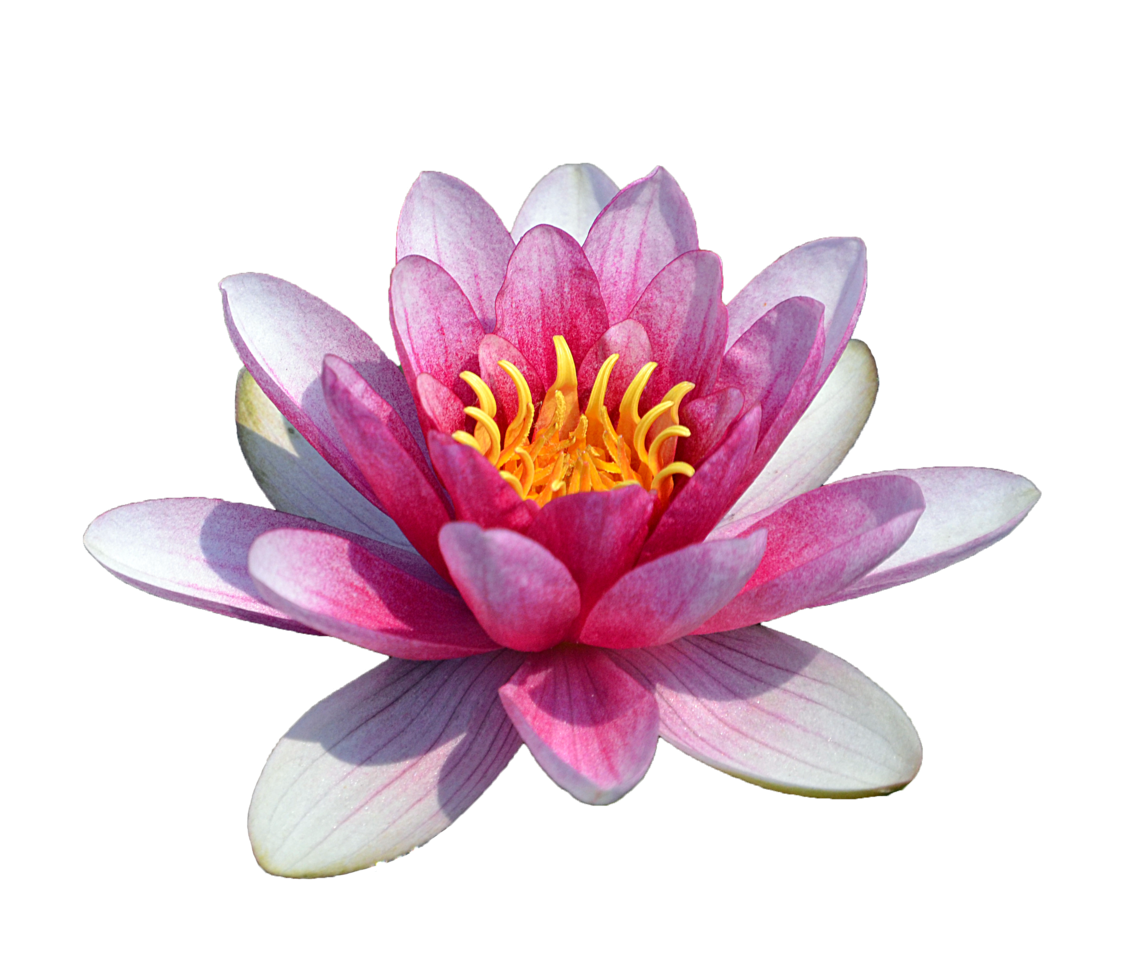 Water Lily Icon PNG HQ Transparent