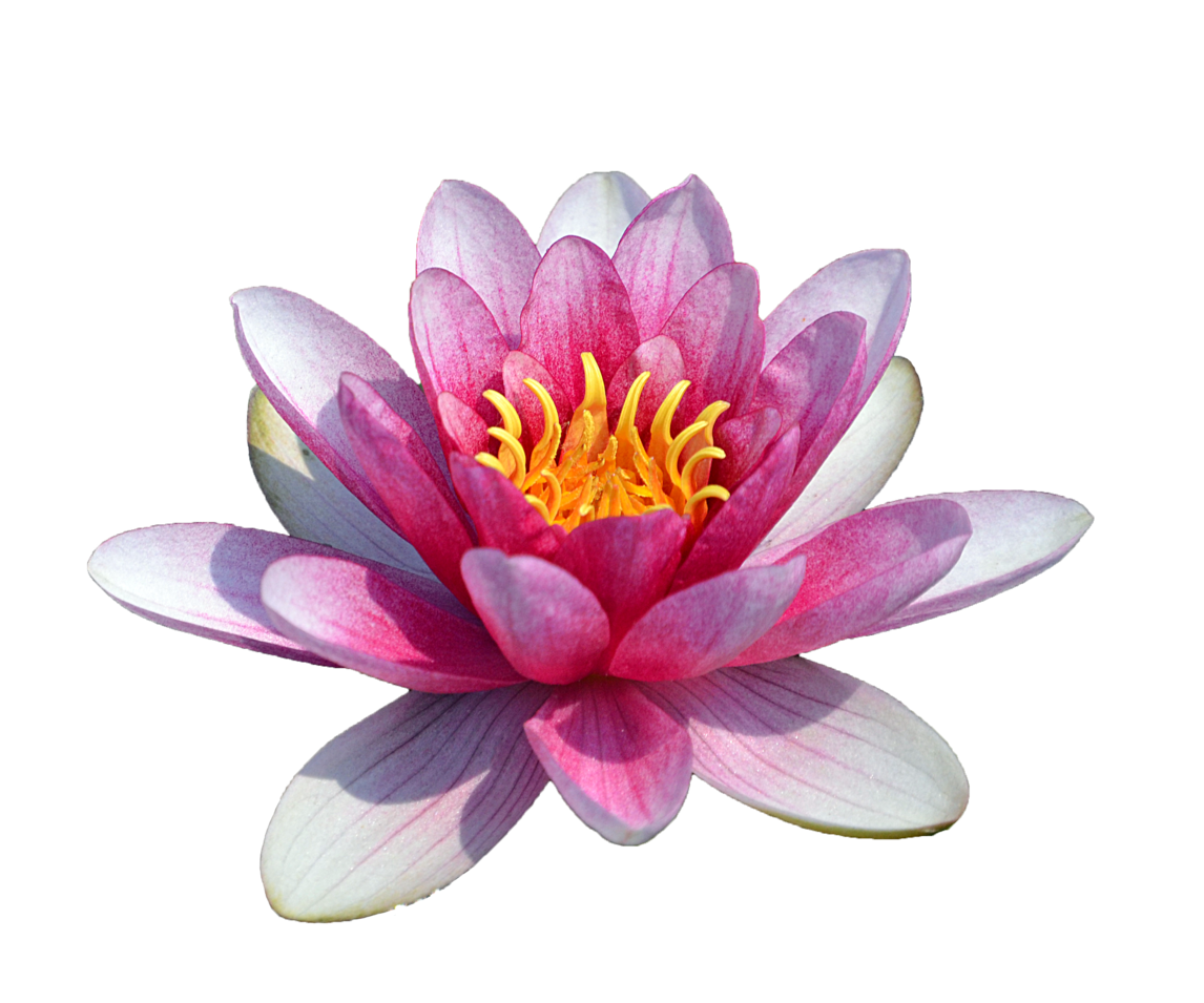 Water Lily Icon PNG HQ Transparent pngteam.com