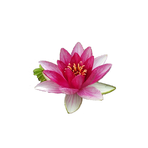 Water Lily PNG Clipart Transparent