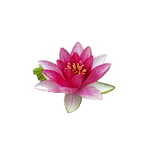 Water Lily PNG Clipart Transparent pngteam.com