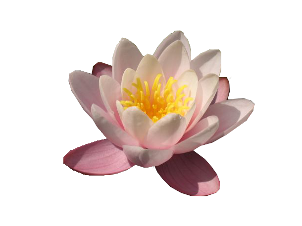 Water Lily PNG Photo Transparent