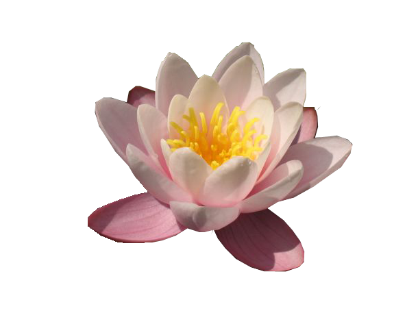 Water Lily PNG