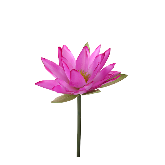 Water Lily PNG Image in High Definition Transparent Purple pngteam.com