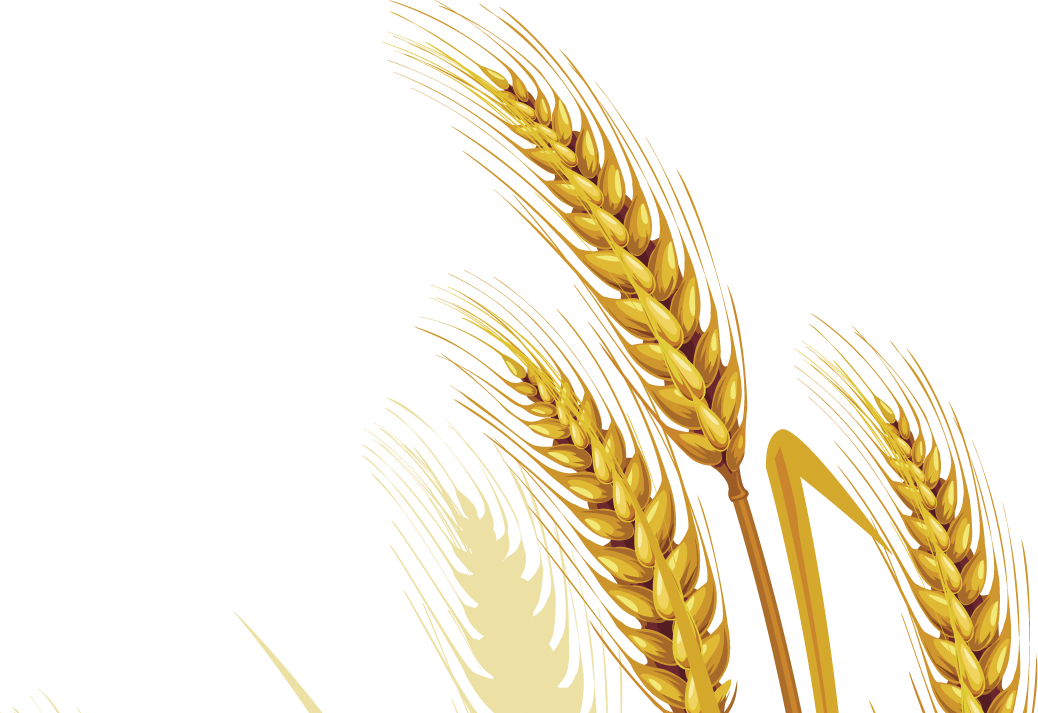 Wheat PNG HD Images pngteam.com