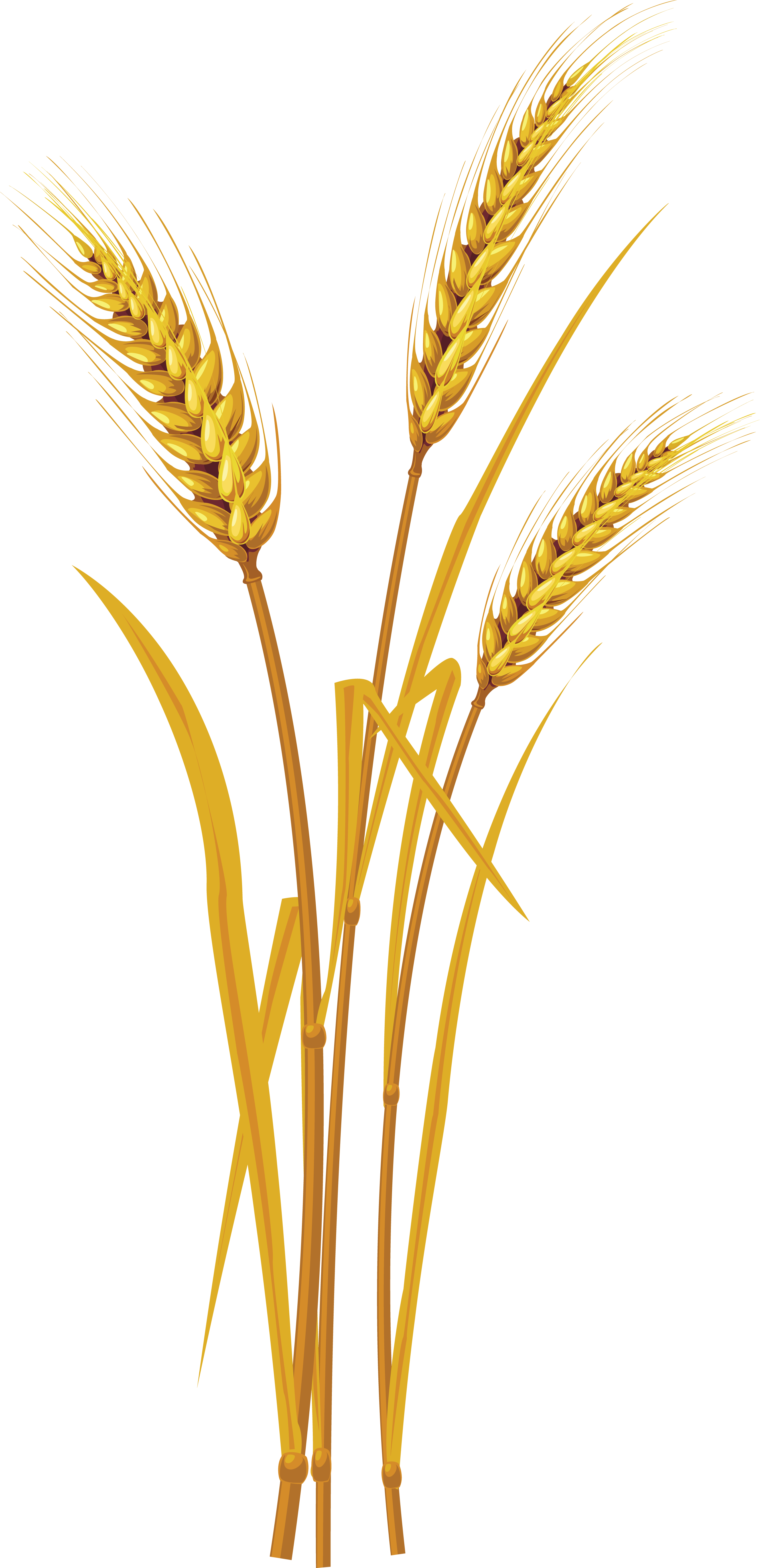 Wheat PNG High Definition Photo Image pngteam.com