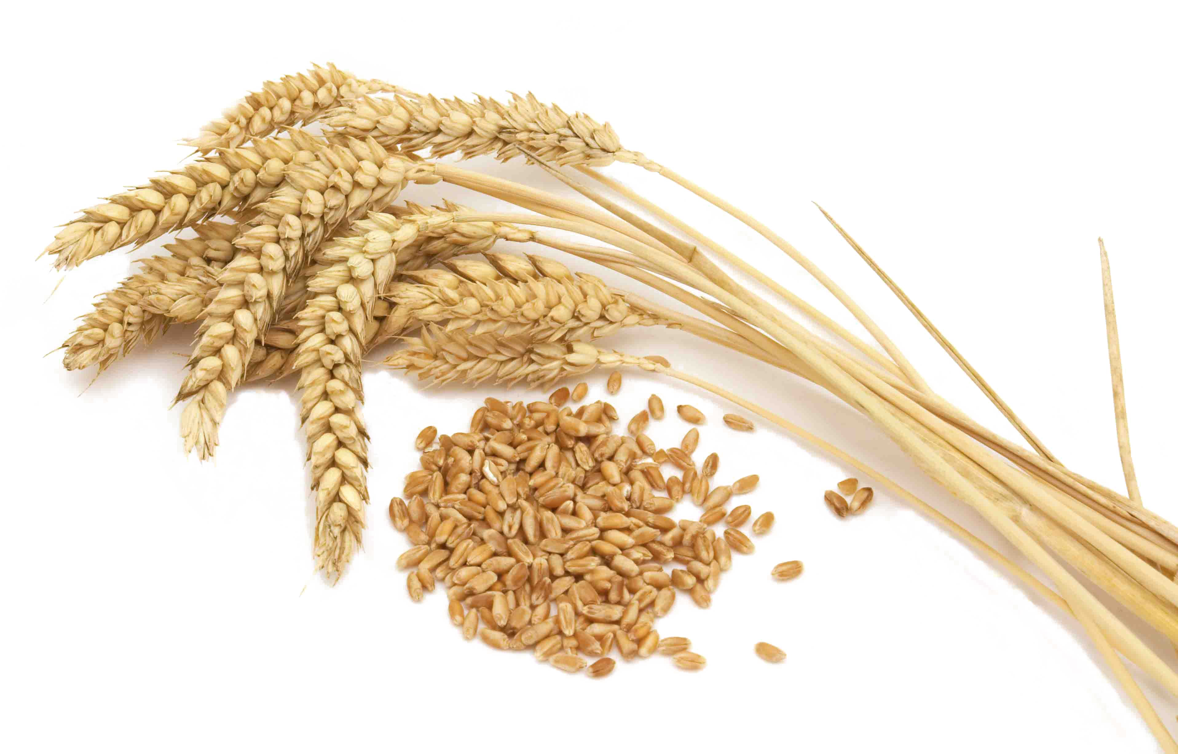 Wheat PNG HD File pngteam.com