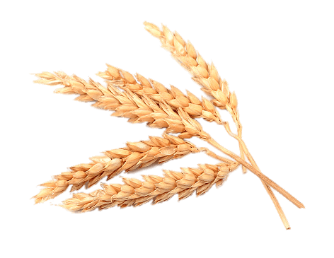 Wheat PNG pngteam.com