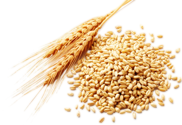 Wheat PNG Image in High Definition pngteam.com