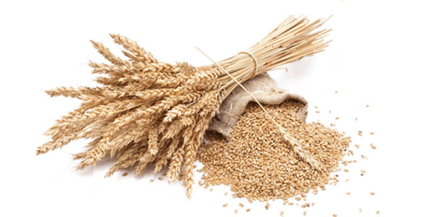 Wheat PNG pngteam.com