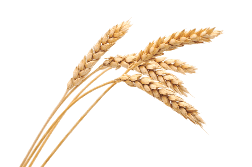 Wheat PNG HD Images pngteam.com