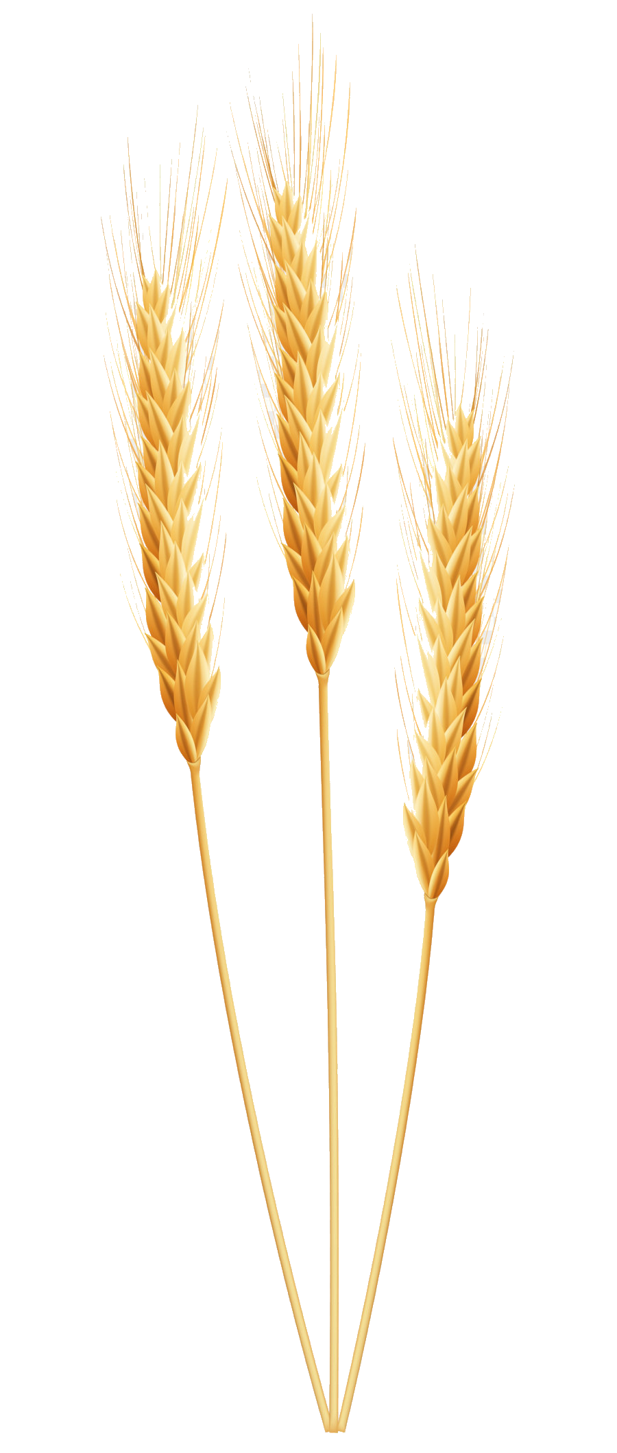 Wheat PNG File pngteam.com