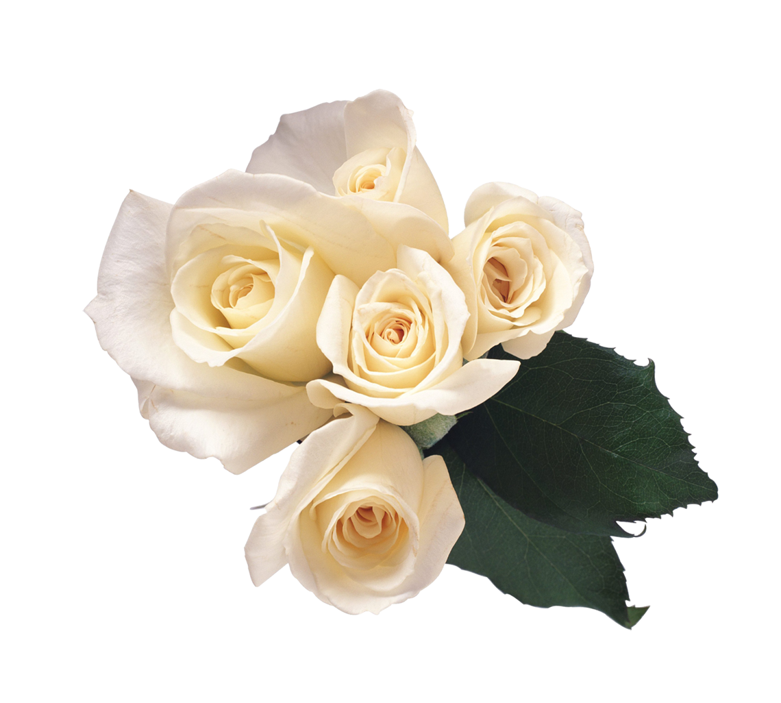 White Rose PNG HQ