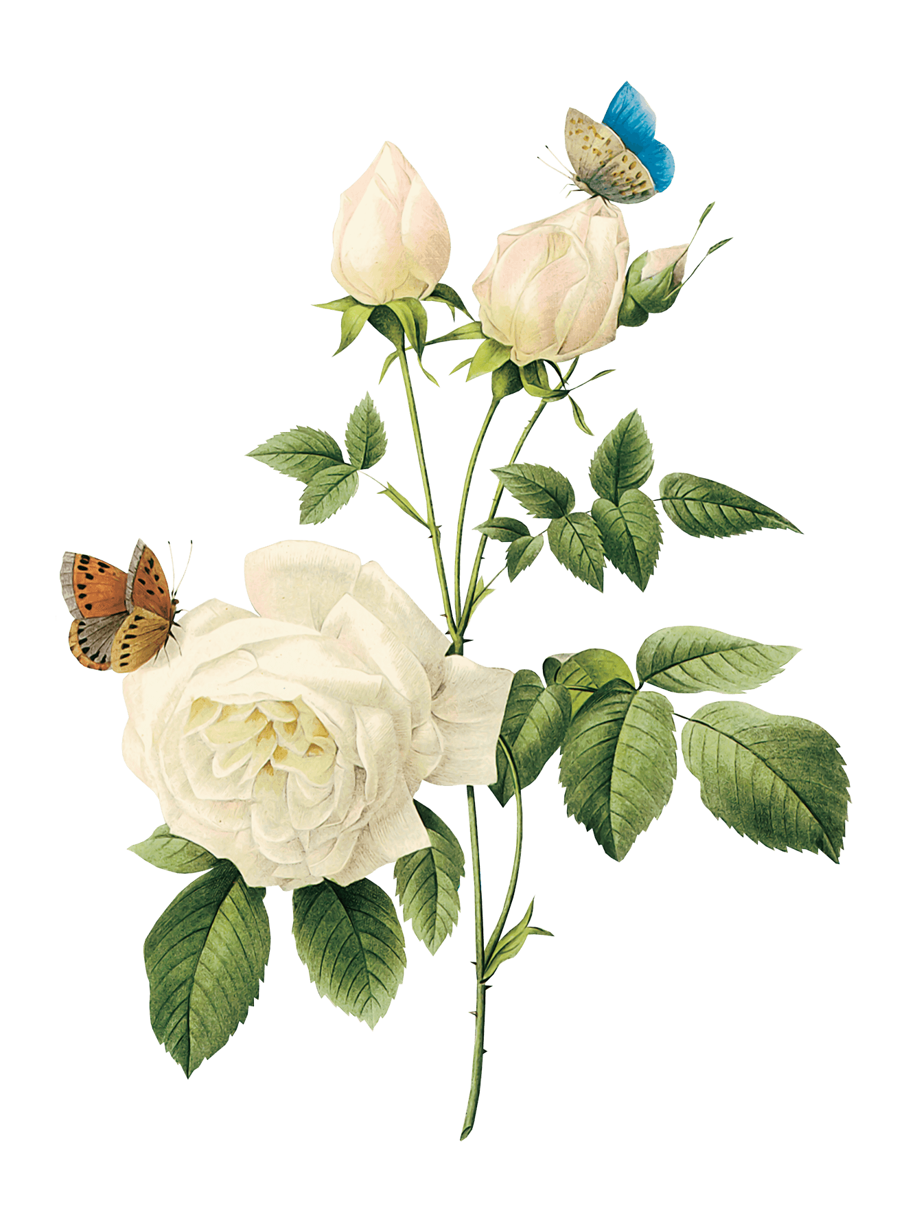 White Rose PNG HD File - White Rose Png