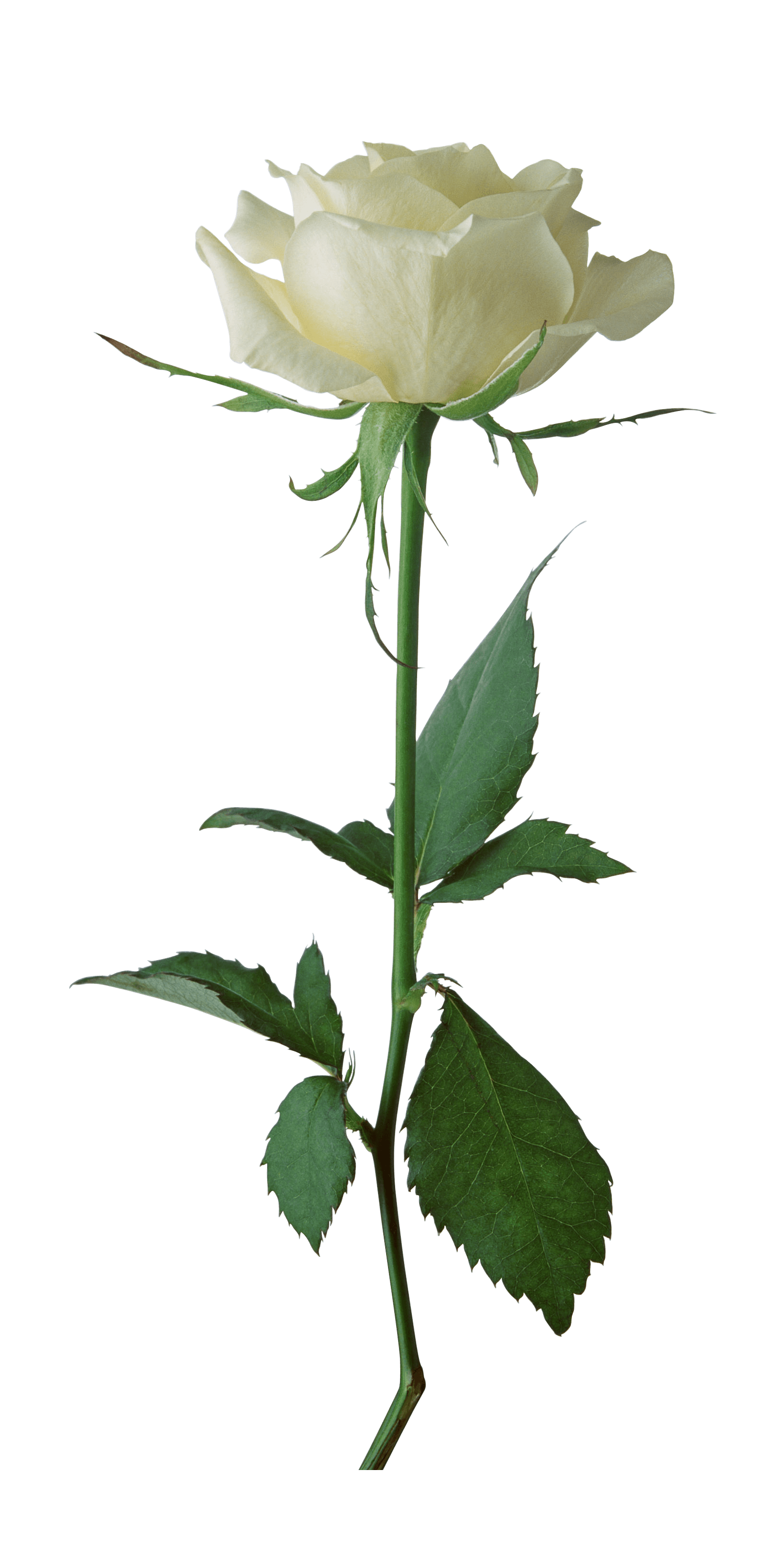 Single White Rose PNG Transparent - White Rose Png