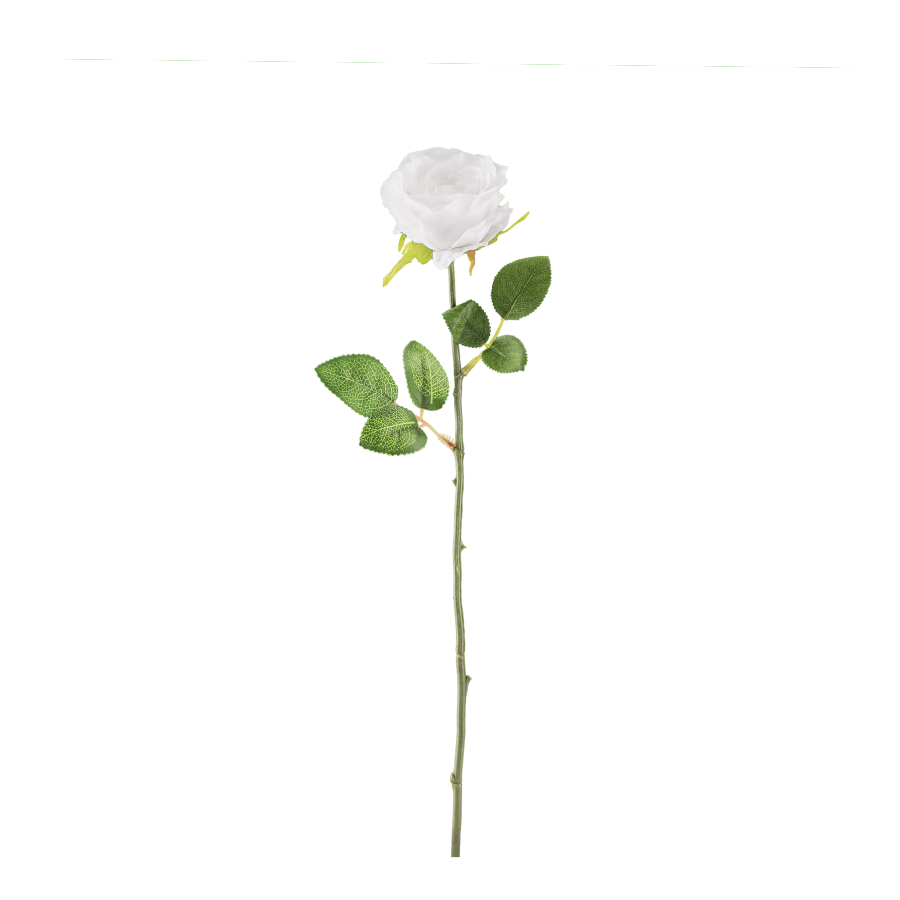 White Rose PNG Transparent