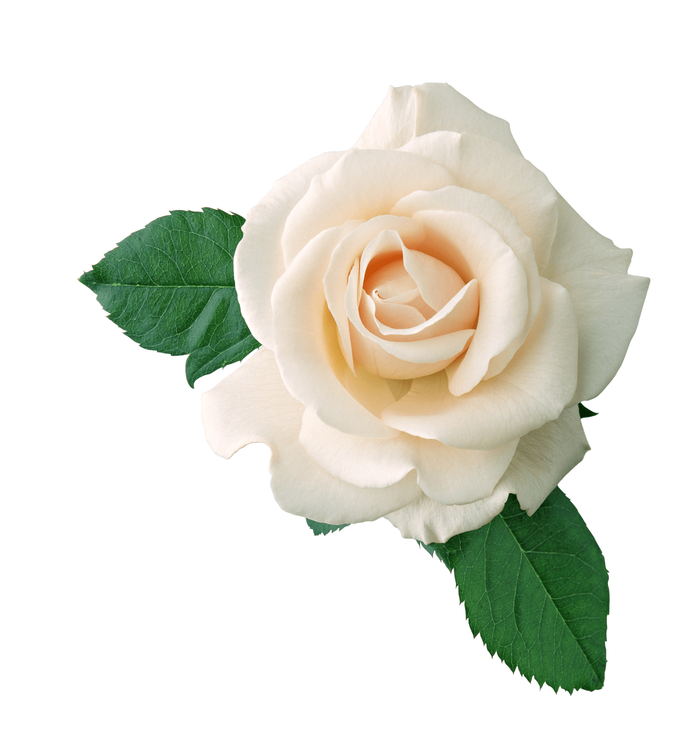 White Rose on Leaves PNG Image in High Definition - White Rose Png