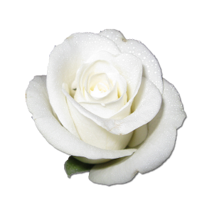 White Rose PNG File - White Rose Png