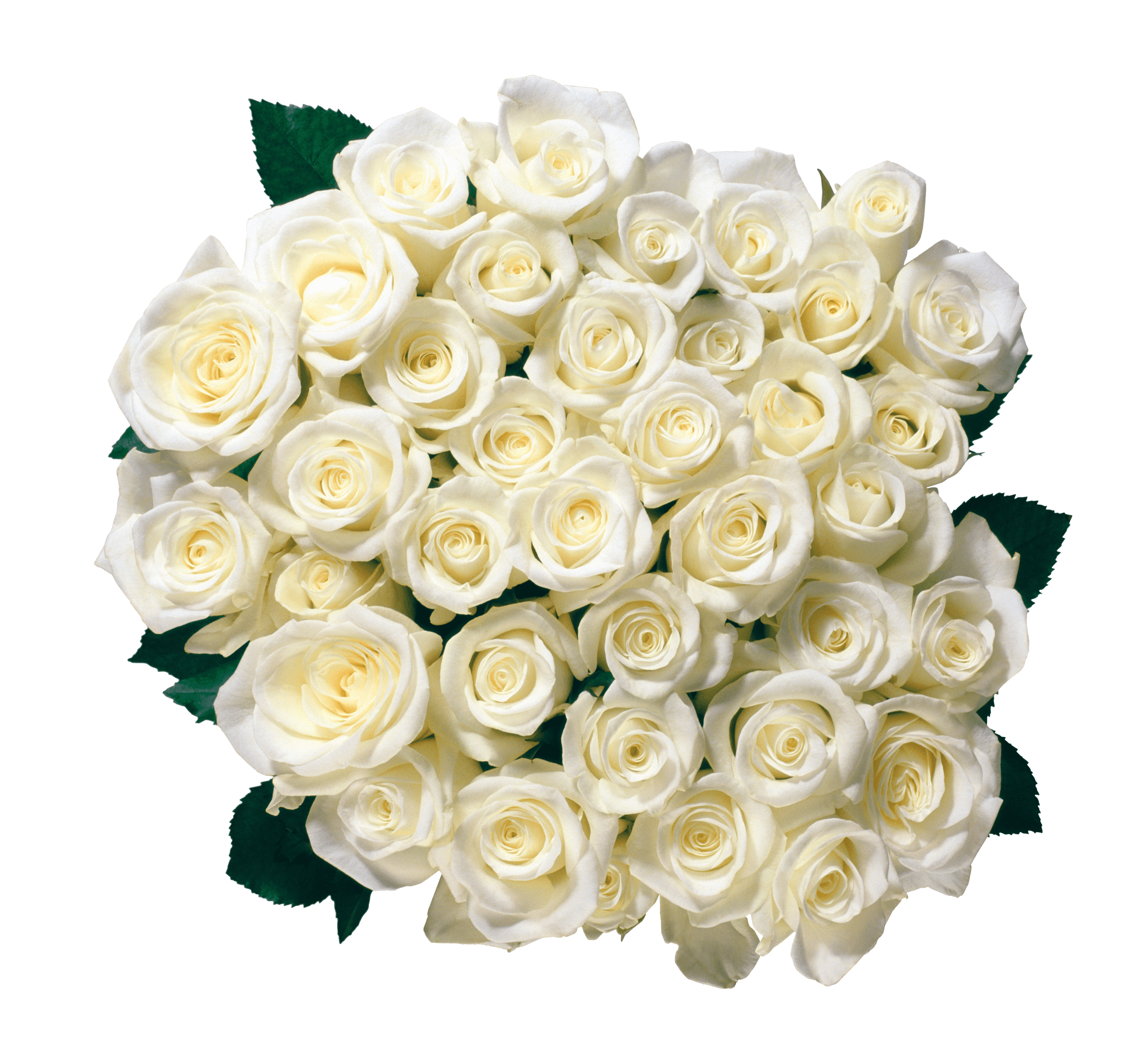 Bouquet Of White Roses Transparent PNG HD Image pngteam.com