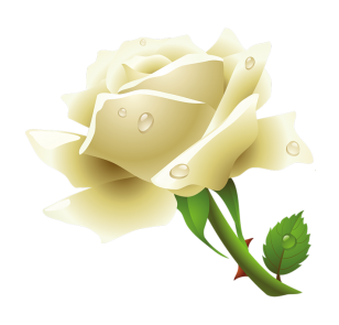 White Rose PNG in Transparent