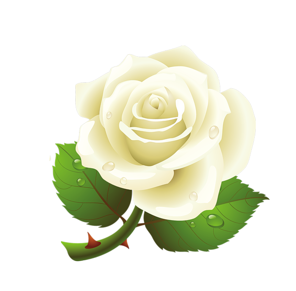 White Rose PNG Photo - White Rose Png