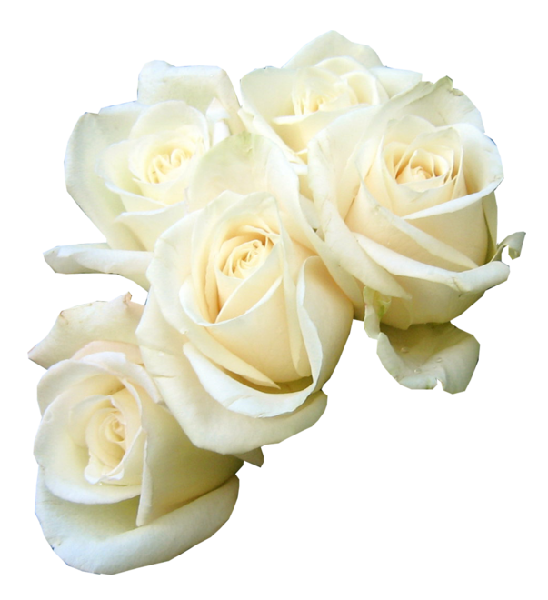 Rose Flower Bouquet White PNG Images