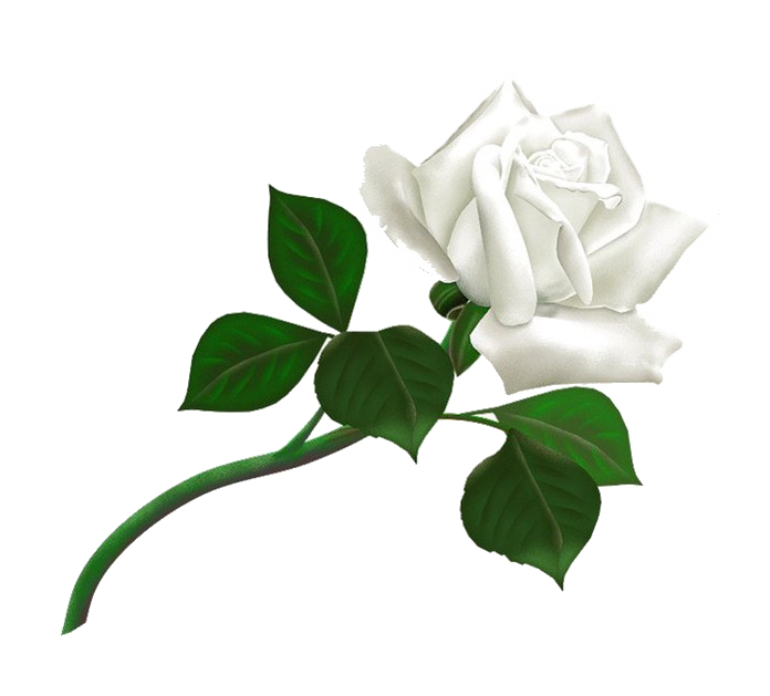 White Rose PNG HD Image