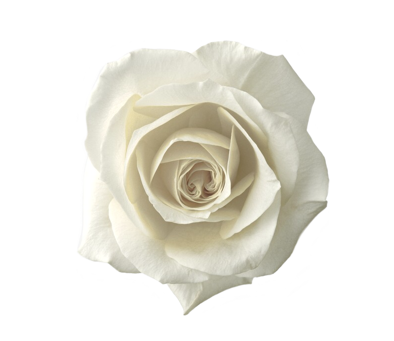 White Rose PNG Best Image - White Rose Png
