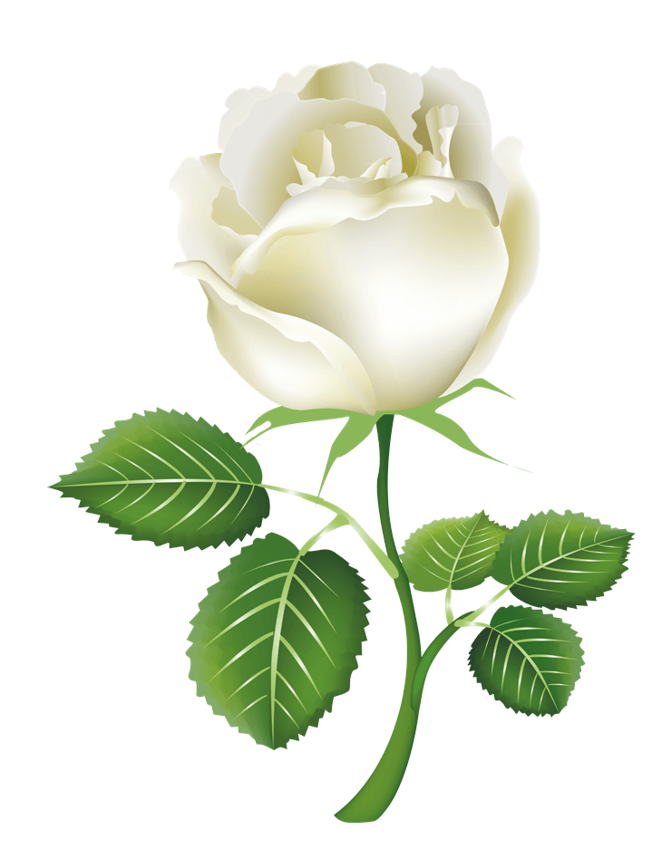 White Rose PNG File - White Rose Png