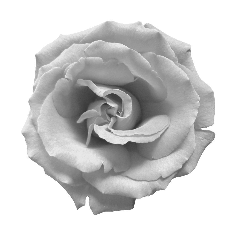 White Rose PNG File pngteam.com