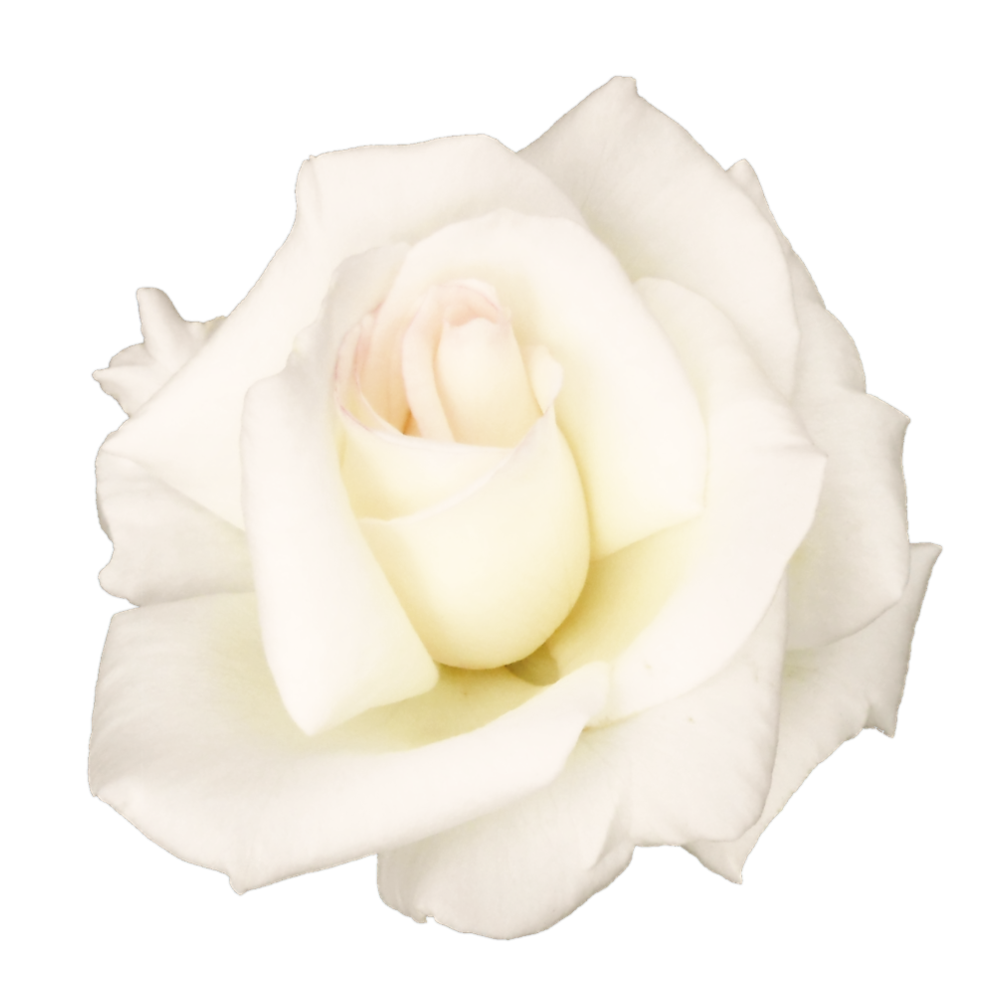 White Rose PNG in Transparent - White Rose Png
