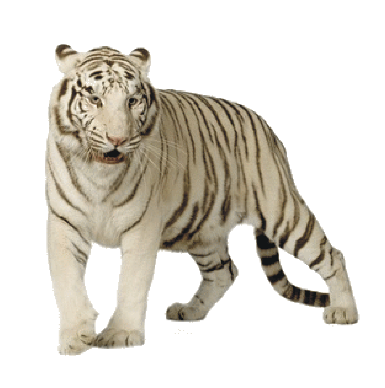 White Tiger PNG Image in High Definition Transparent