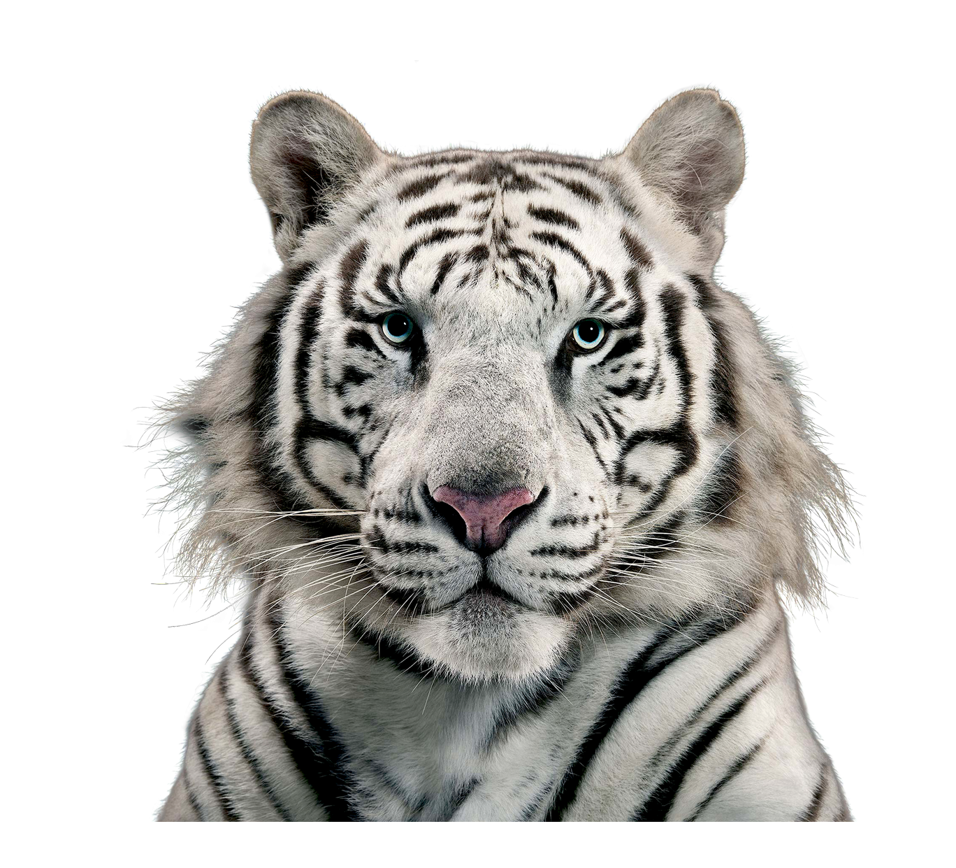 White Tiger Head PNG HQ Image Transparent