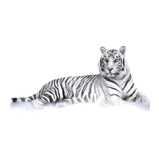 White Tiger PNG HD and HQ Image - White Tiger Png