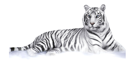 White Tiger PNG HQ Transparent