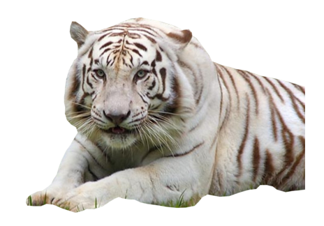 White Tiger PNG in Transparent pngteam.com