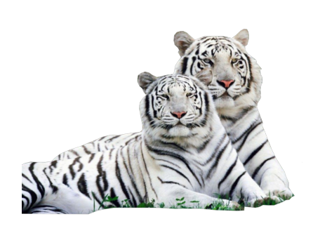 White Tigers PNG HD Transparent pngteam.com