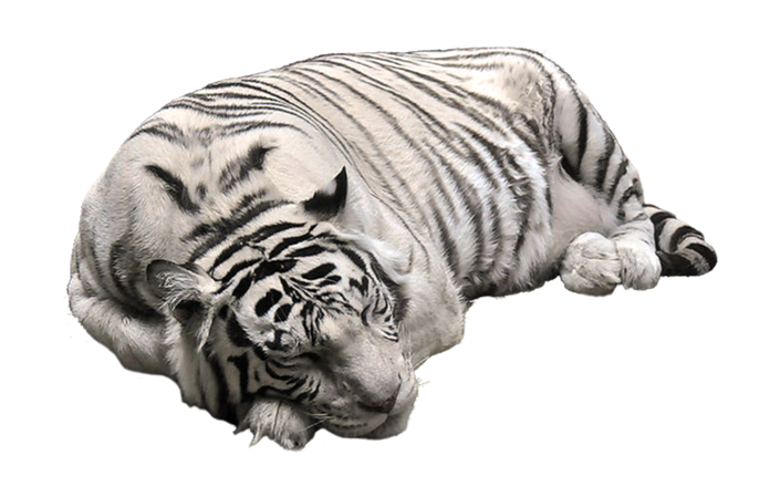 White Tiger Sleeping PNG HD Transparent - White Tiger Png