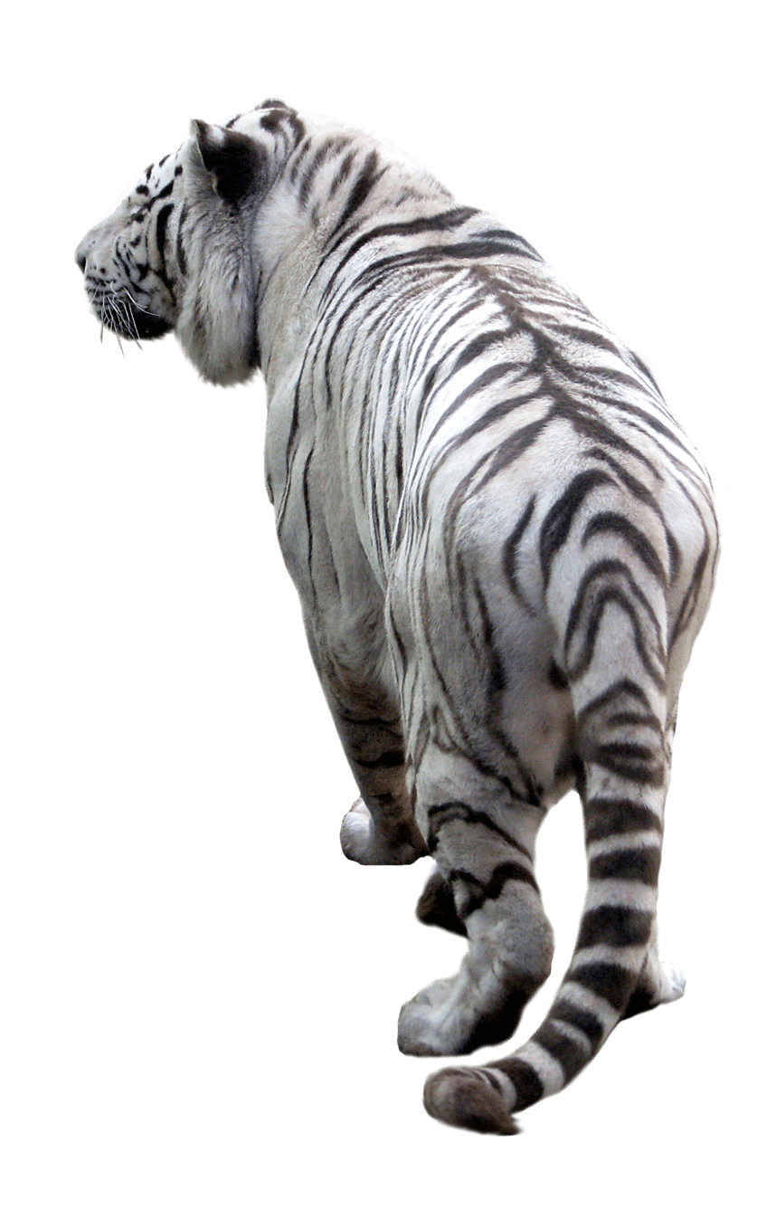White Tiger Back PNG Transparent pngteam.com