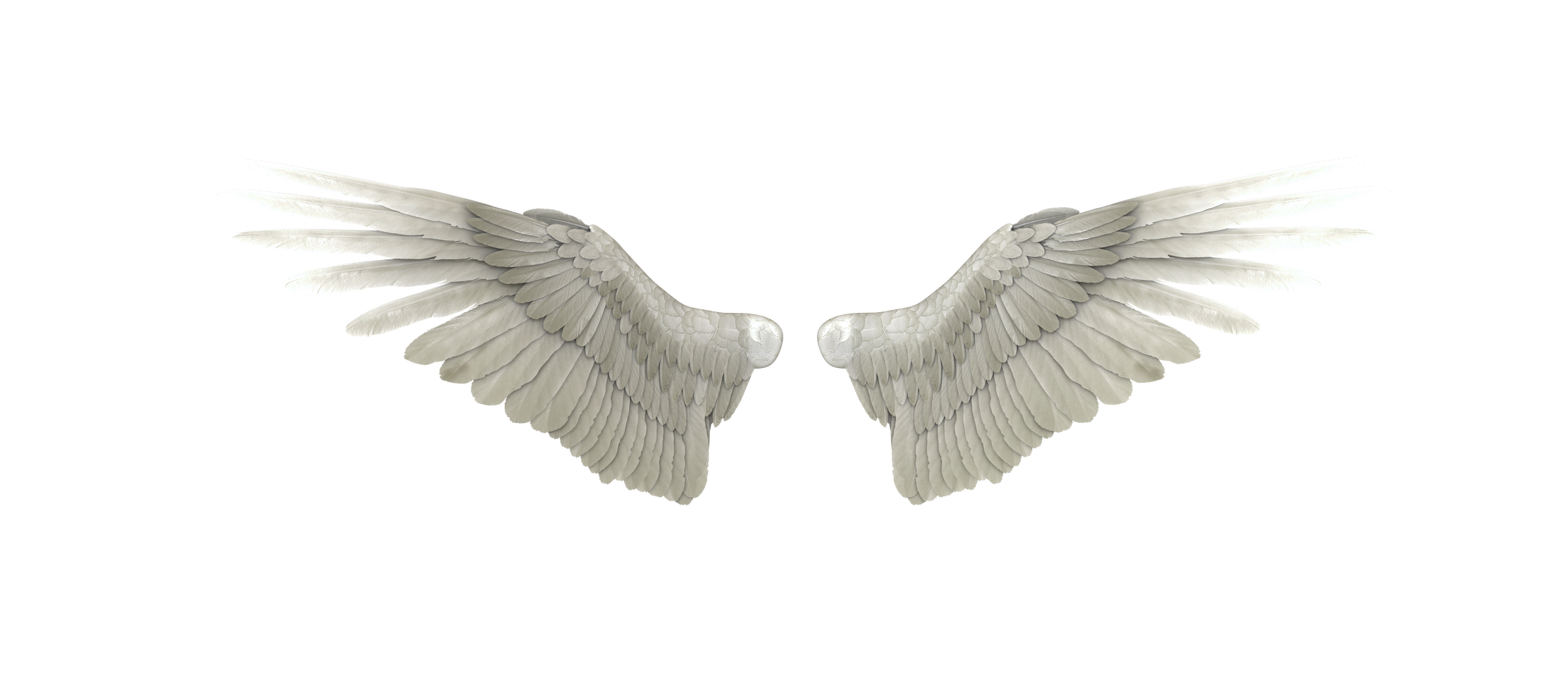 Wings PNG Image in Transparent pngteam.com