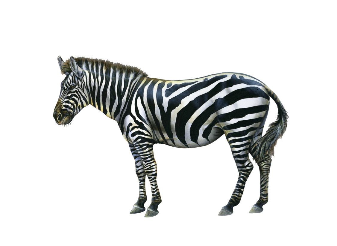 Zebra PNG HD and HQ Image - Zebra Png