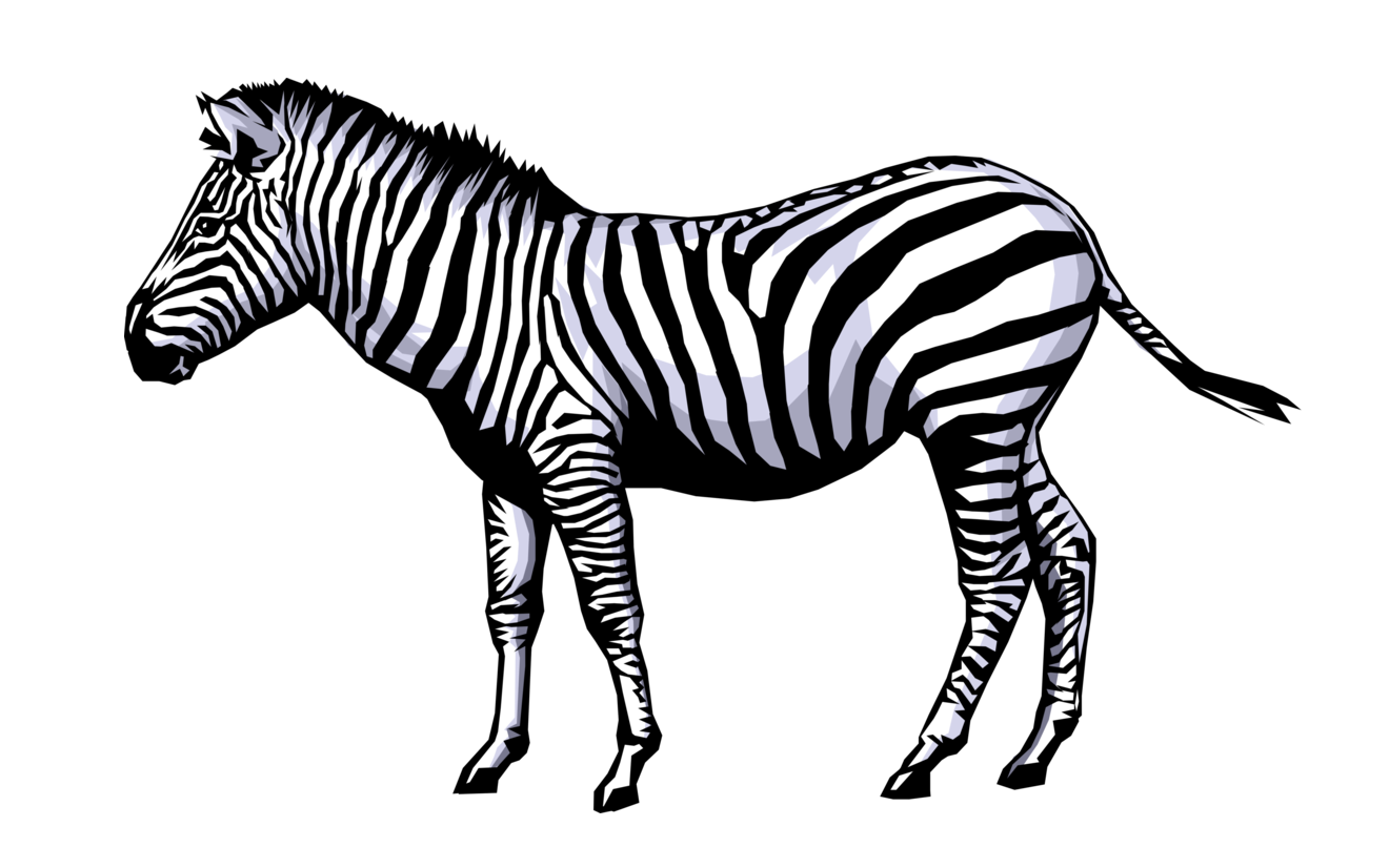 Zebra PNG HD and Transparent - Zebra Png