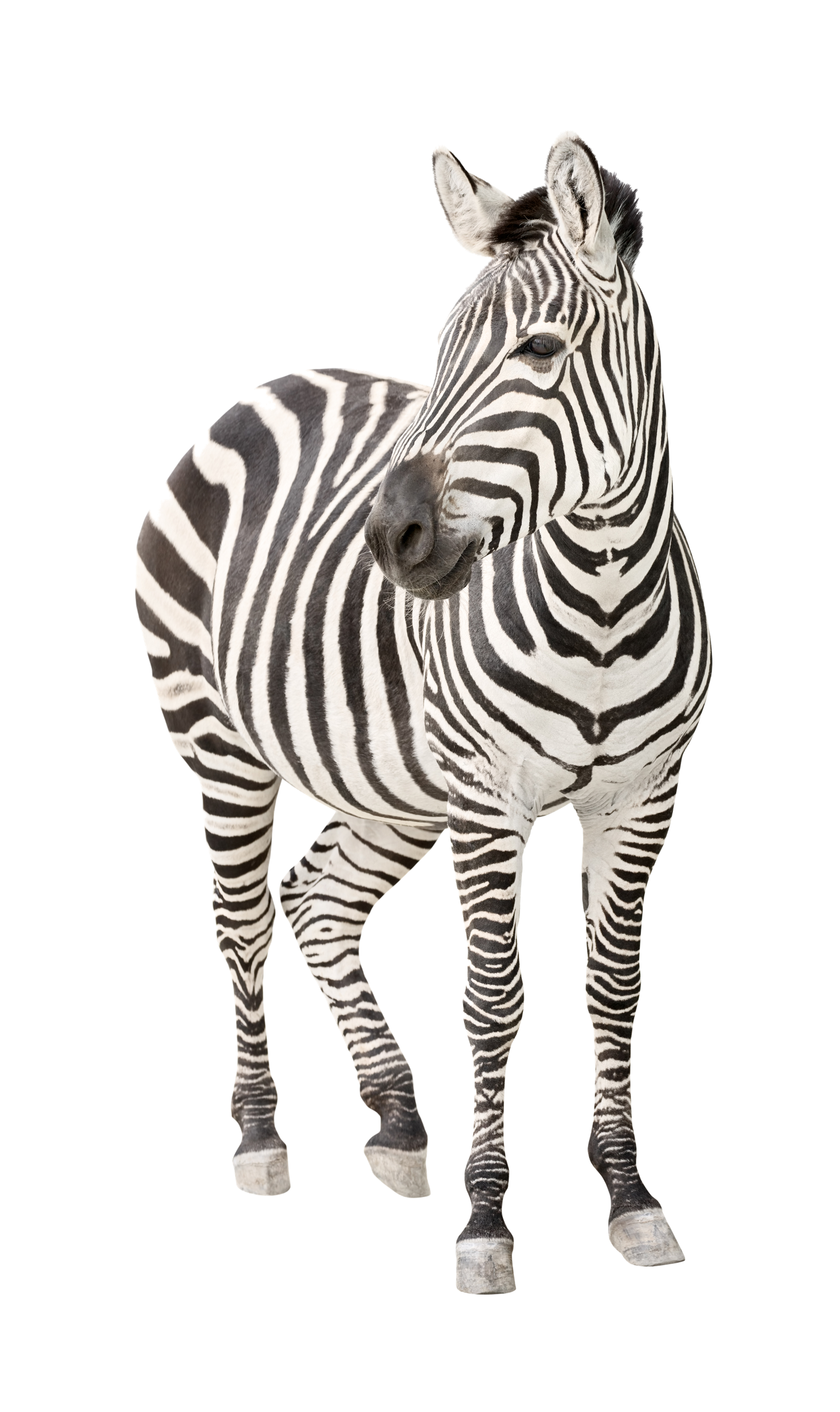 Zebra PNG HQ - Zebra Png