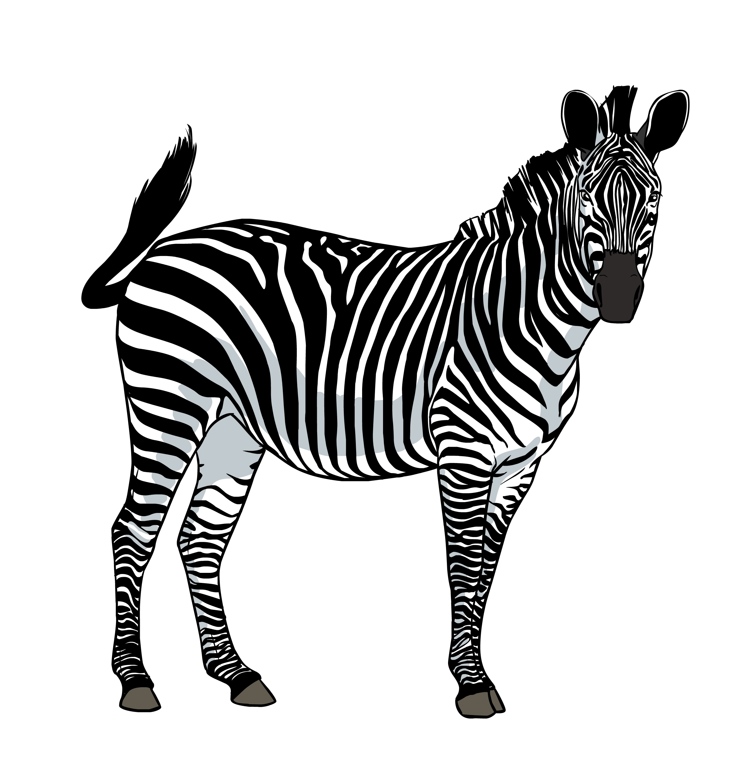 Zebra PNG Best Image