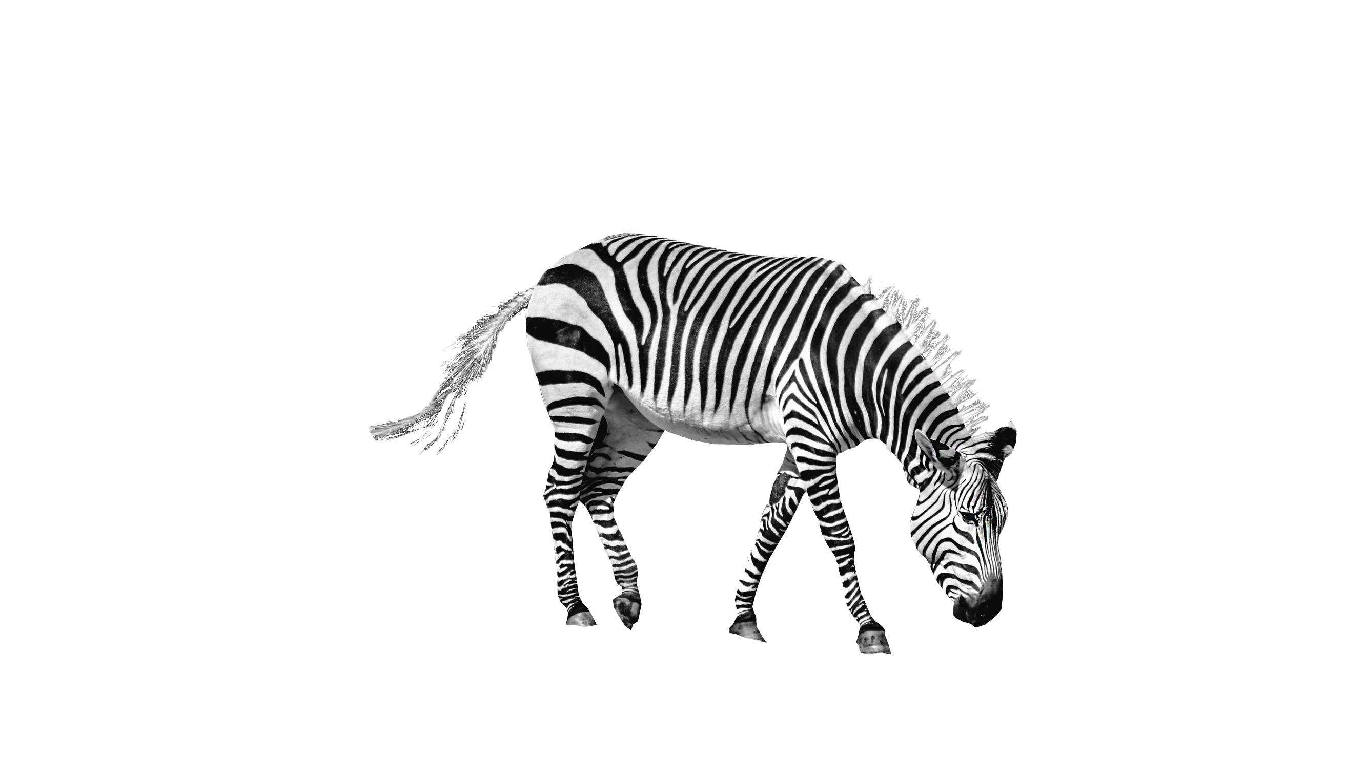 Zebra PNG HD and HQ Image #95389 1126x820 Pixel | pngteam.com