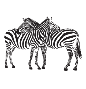 Zebra PNG HD Images - Zebra Png