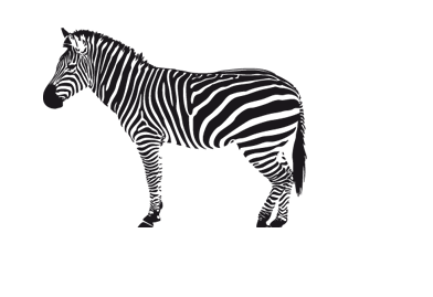 Zebra PNG Images pngteam.com