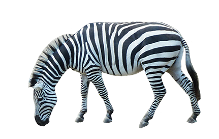Zebra PNG HD