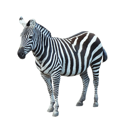 Zebra PNG Transparent Background Images | pngteam.com