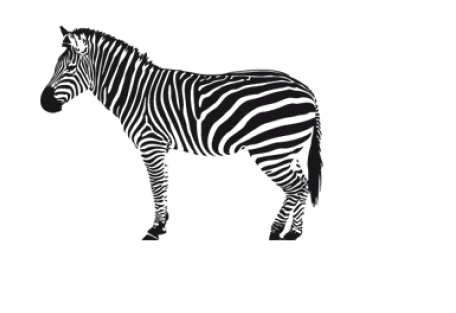 Zebra PNG Image in Transparent pngteam.com