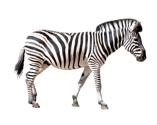 Zebra PNG HD File - Zebra Png